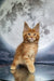 Adorable Orange Maine Coon Kitten with big ears and fluffy fur, perfect for your family