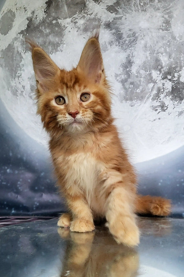 Cute Orange Tabby Maine Coon Kitten with Fluffy Fur and Big Ears for Sale