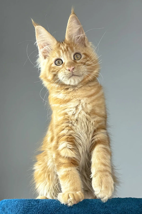Apricot | maine coon kitten