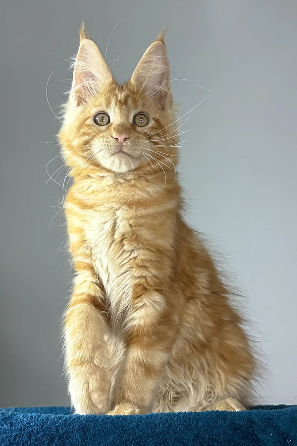 Apricot | maine coon kitten