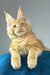 Apricot | maine coon kitten