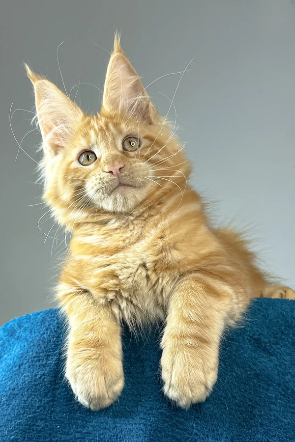 Apricot | maine coon kitten