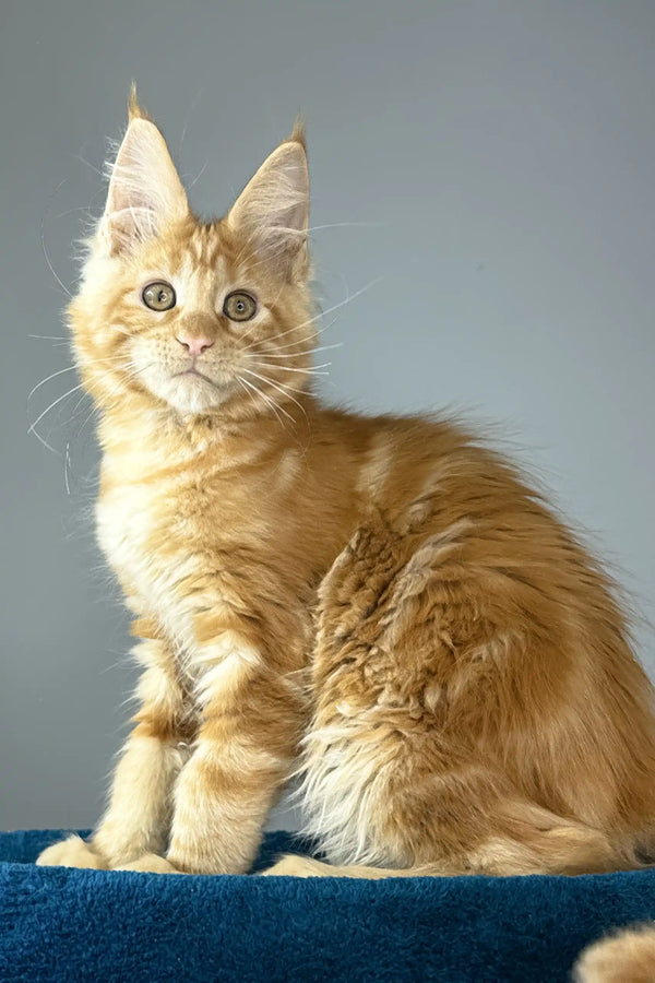 Apricot | maine coon kitten