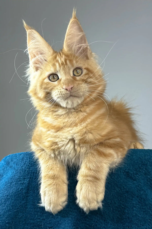 Apricot | maine coon kitten
