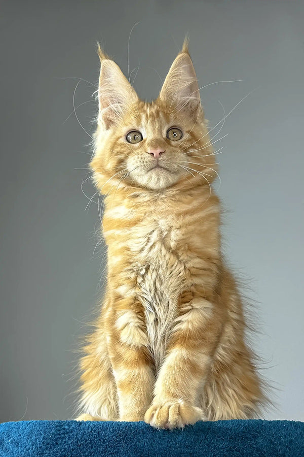 Apricot | maine coon kitten
