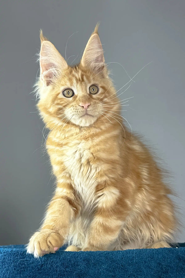 Apricot | maine coon kitten