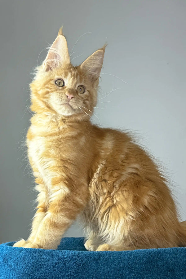 Apricot | maine coon kitten