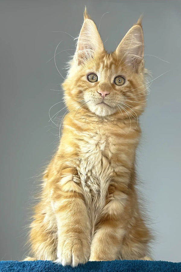 Apricot | maine coon kitten