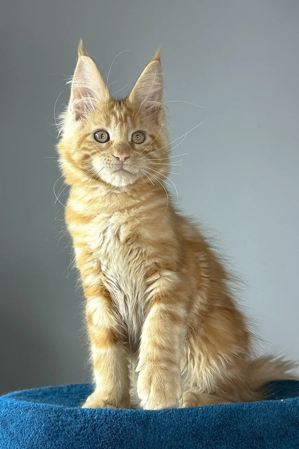 Apricot | maine coon kitten