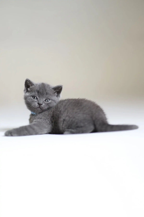 Gray kitten lounging on a cozy spot, perfect for Arak the Scottish Straight Kitten