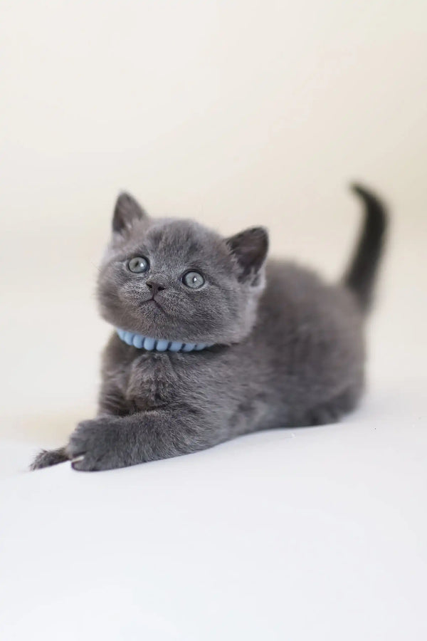 Gray kitten in a blue collar, featured in Arak | Scottish Straight Kitten product