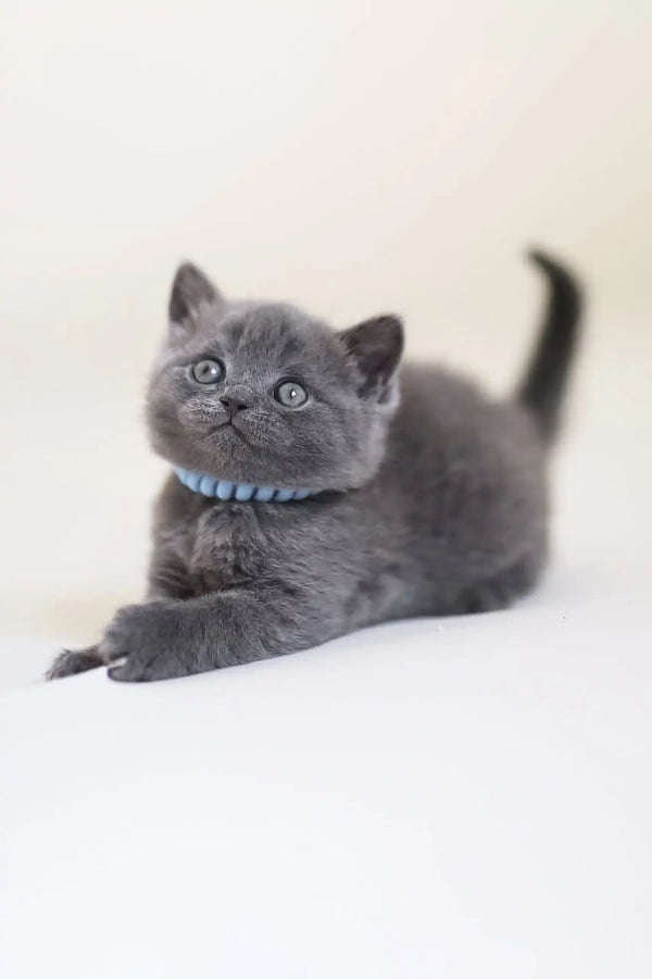 Gray Scottish Straight Kitten with a cool blue collar, perfect for your new pet!