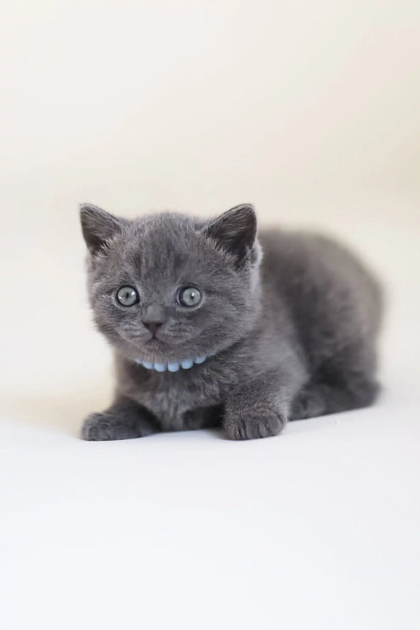 Cute gray kitten with blue collar from Arak, the adorable Scottish Straight breed