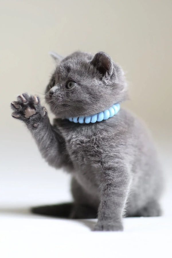 Gray kitten with blue collar, Arak the adorable Scottish Straight Kitten