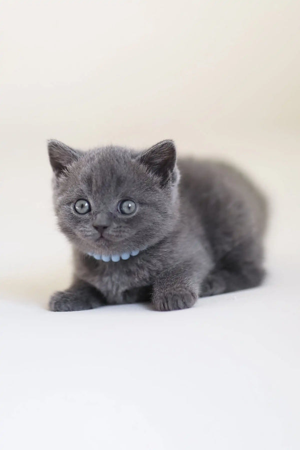 Gray kitten with blue collar from Arak, the adorable Scottish Straight breed