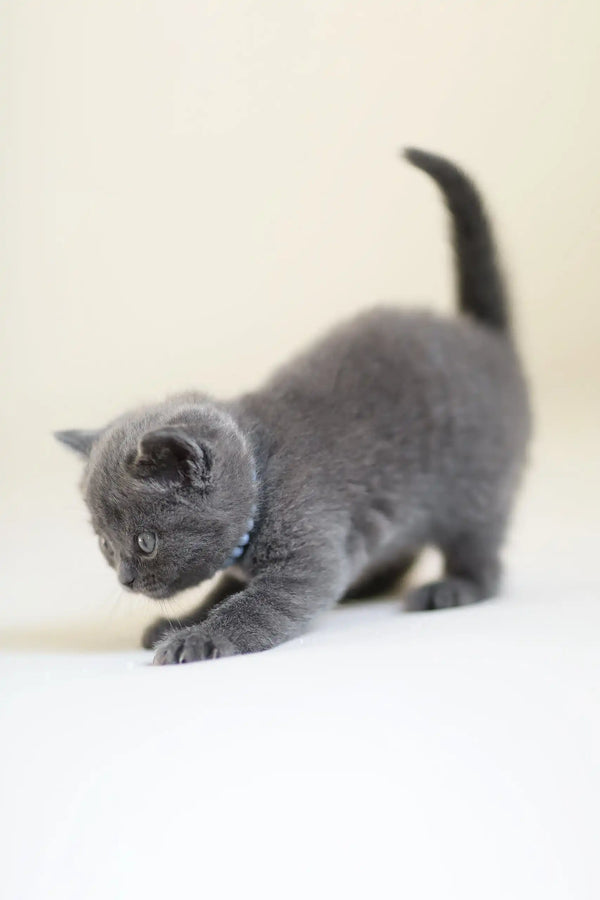 Gray Scottish Straight kitten Arak showing playful stance, full of energy and cuteness
