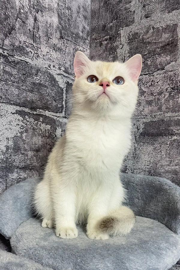 Arames | british shorthair kitten