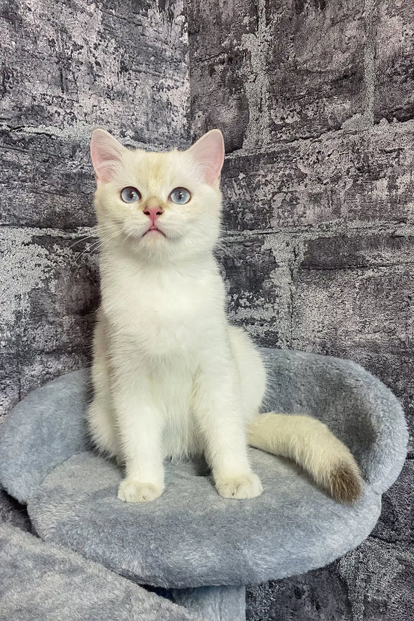 Arames | british shorthair kitten