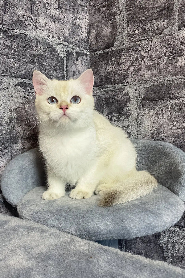 Arames | british shorthair kitten