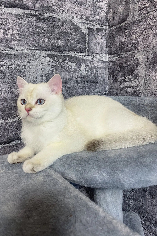 Arames | british shorthair kitten