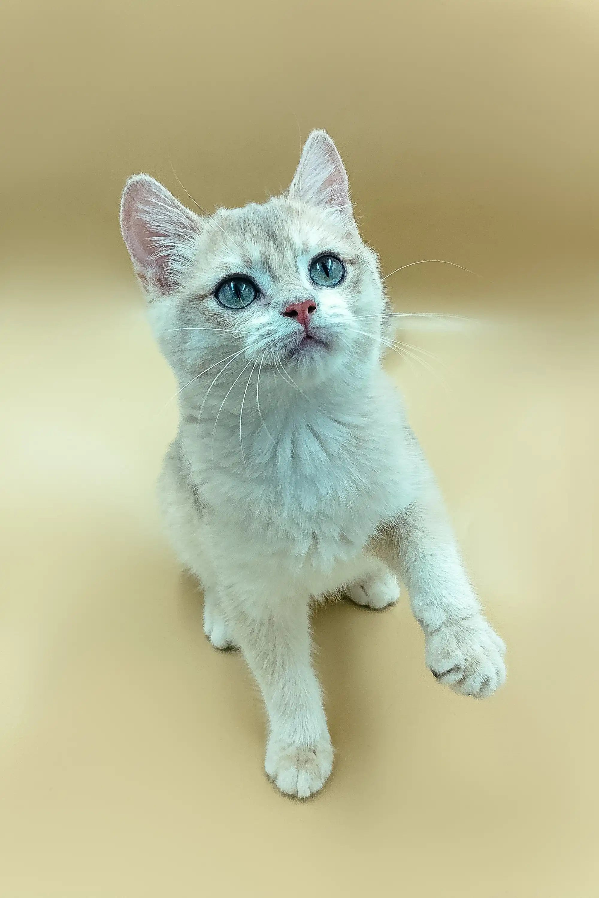 British Shorthair Kittens For Sale Aramis | Kitten