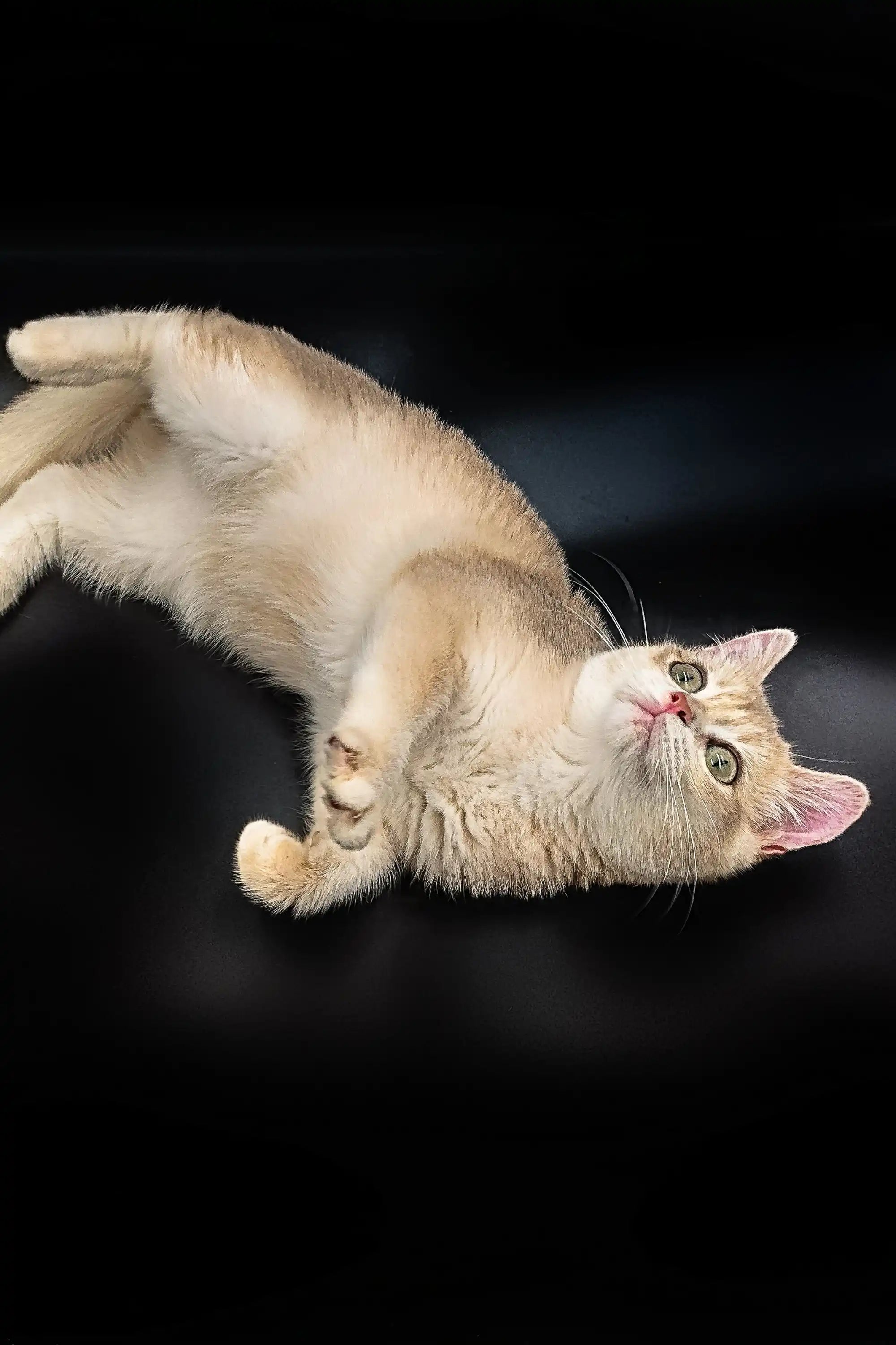 British Shorthair Kittens For Sale Aramis | Kitten