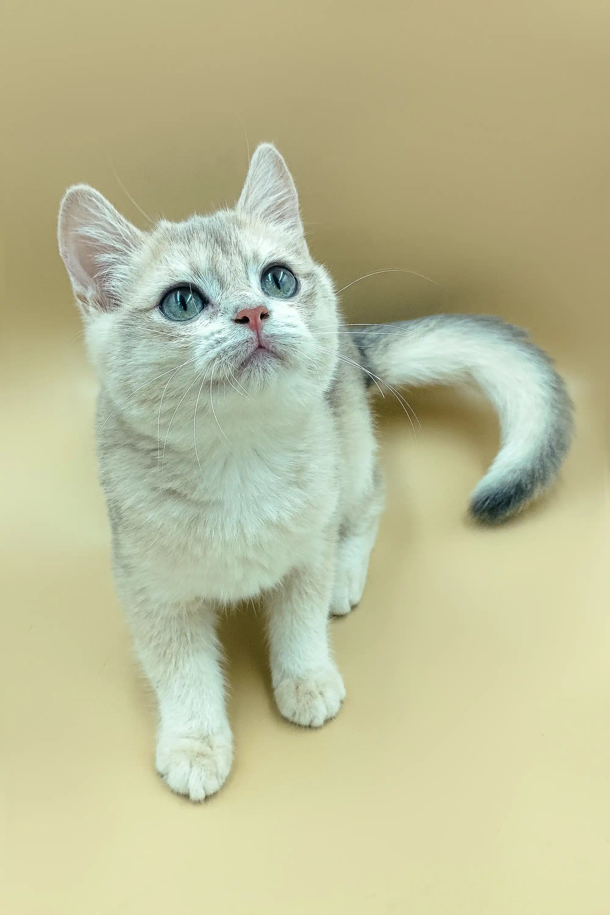 British Shorthair Kittens For Sale Aramis | Kitten