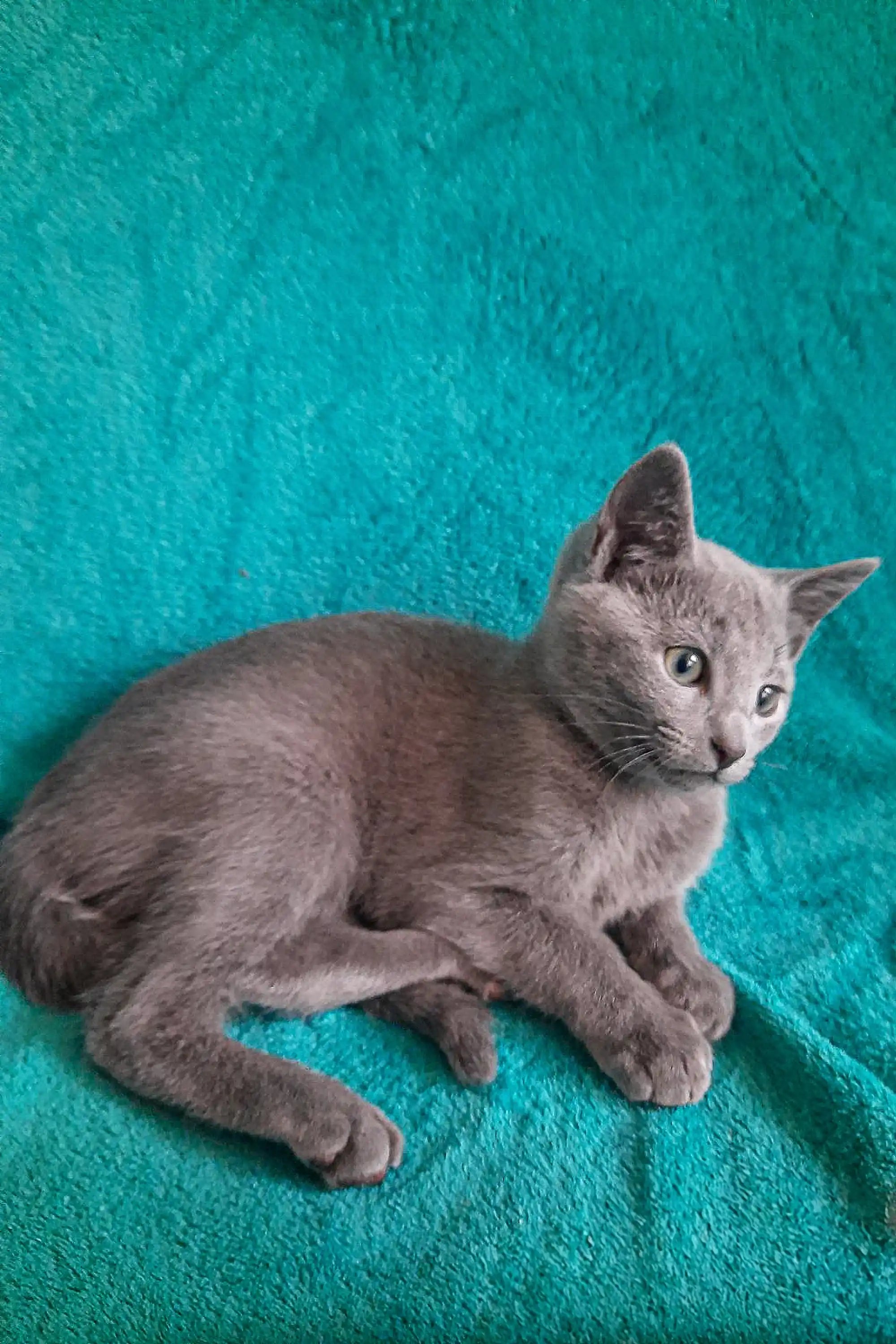 Ukranian Blue Kittens For Sale Aran | Russian Kitten