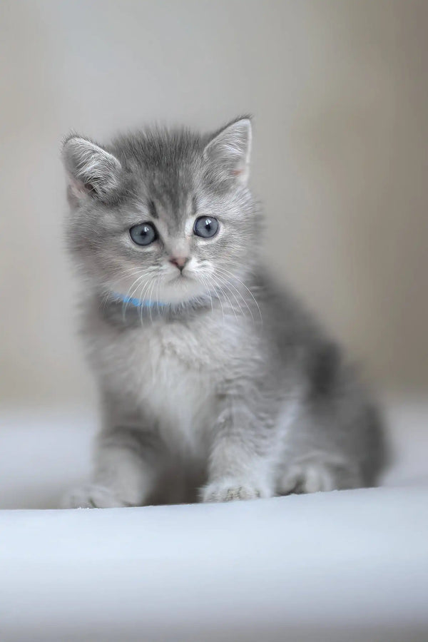 Fluffy gray Scottish Straight kitten wearing a cute blue collar