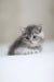 Cute fluffy gray kitten from Ararat Scottish Straight collection looking playful