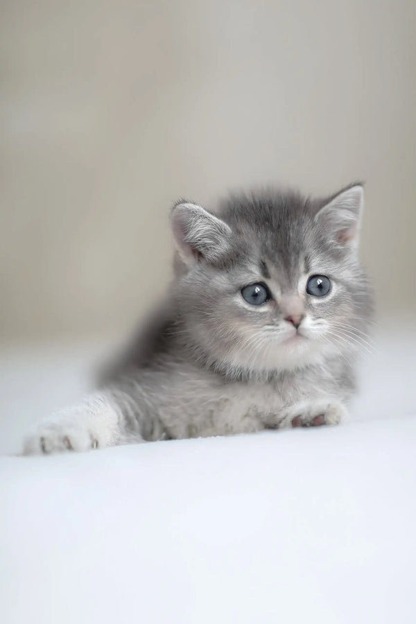 Fluffy gray Scottish Straight kitten named Ararat with adorable blue eyes