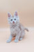 Cute Maine Coon kitten named Aray with bright blue eyes looking adorable