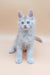 Cute fluffy Maine Coon kitten named Aray posing adorably for the camera