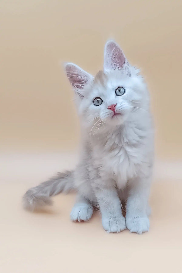 Fluffy white Maine Coon kitten with bright blue eyes named Aray