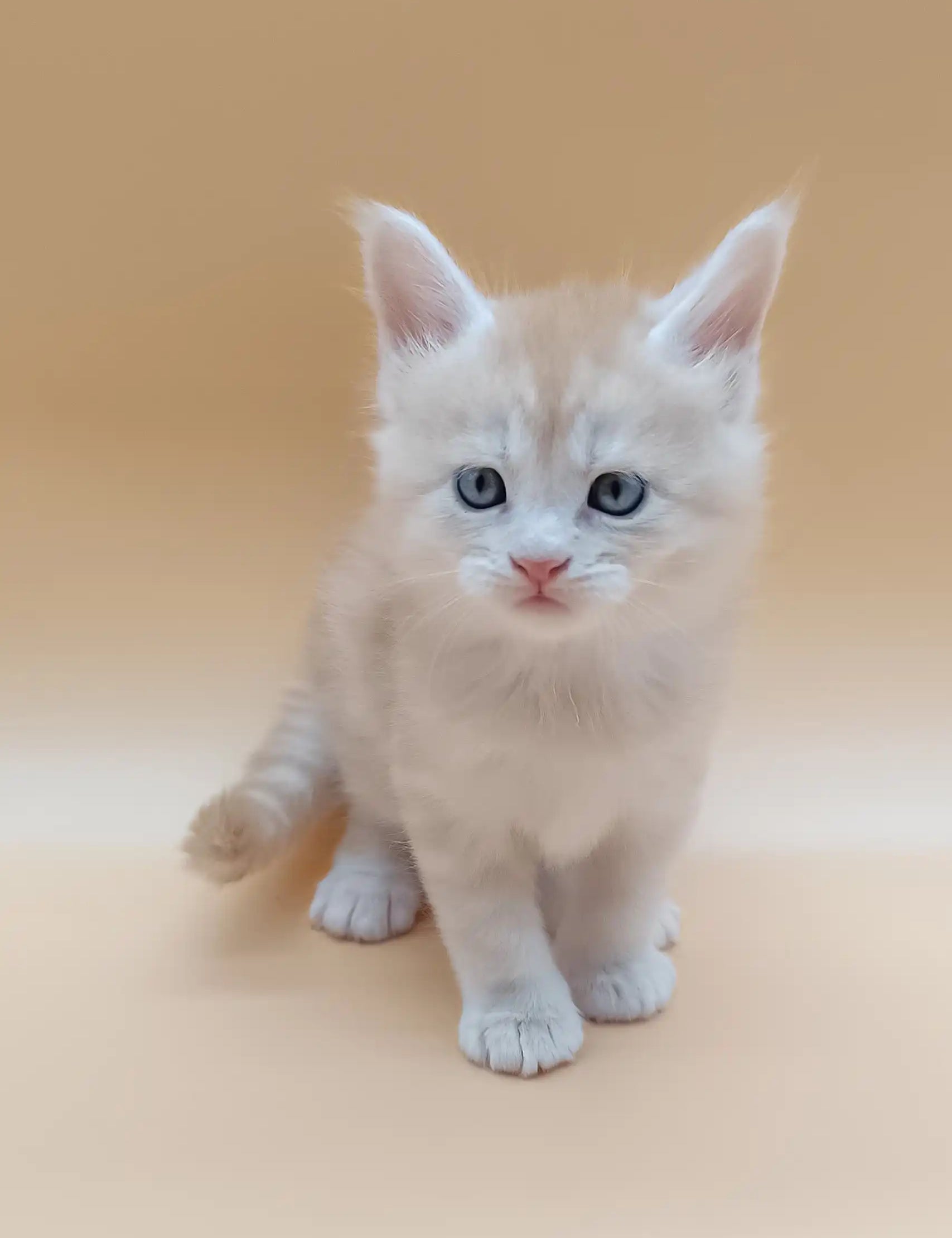 Adorable white Maine Coon kitten named Aray with blue eyes and a pink nose