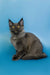 Gray Maine Coon cat with ear tufts and yellow eyes, perfect for a Maine Coon kitten lover