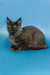 Gray Maine Coon kitten with fluffy coat and ear tufts from Arcadia Maine Coon Kitten