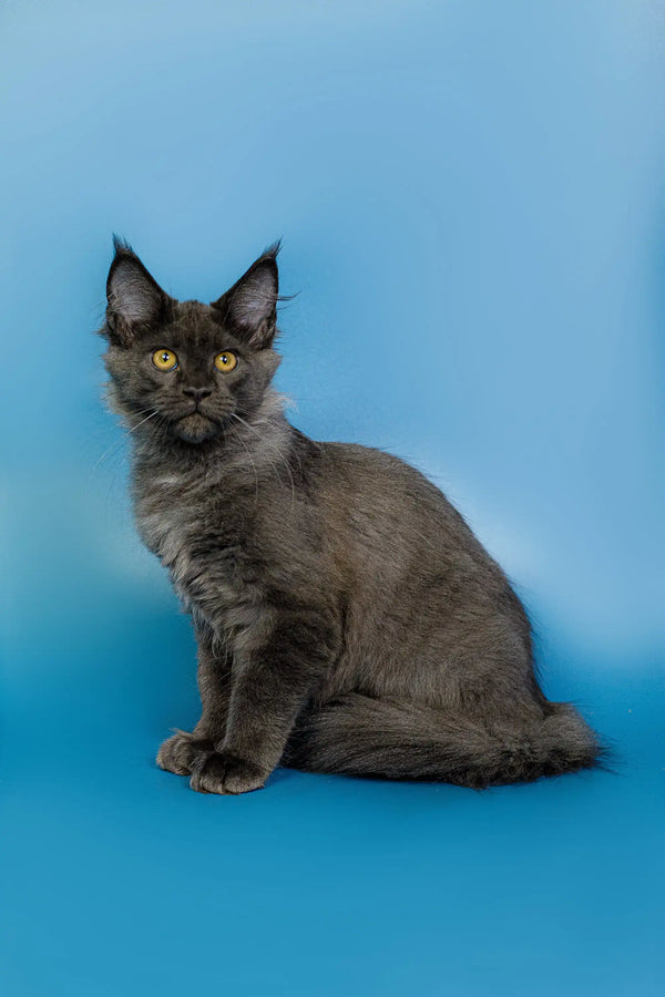 Gray Maine Coon kitten with bright yellow eyes and tufted ears from Arcadia collection