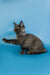 Gray Maine Coon kitten with paw outstretched against a blue background