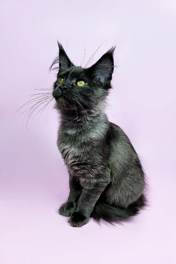 Black Maine Coon kitten with bright green eyes sitting upright and looking adorable