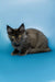 Gray Maine Coon kitten with yellow eyes and tufted ears featured in Arcadia collection