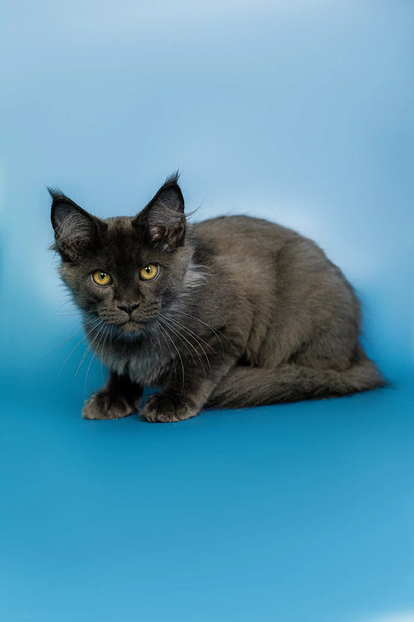 Gray Maine Coon kitten with yellow eyes and tufted ears featured in Arcadia collection