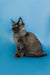 Gray Maine Coon cat sitting upright, showcasing the playful spirit of a Maine Coon kitten