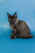 Gray Maine Coon kitten with ear tufts and bright eyes from Arcadia Maine Coon