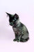 Gray Maine Coon kitten with fluffy fur sitting upright, perfect for any cat lover