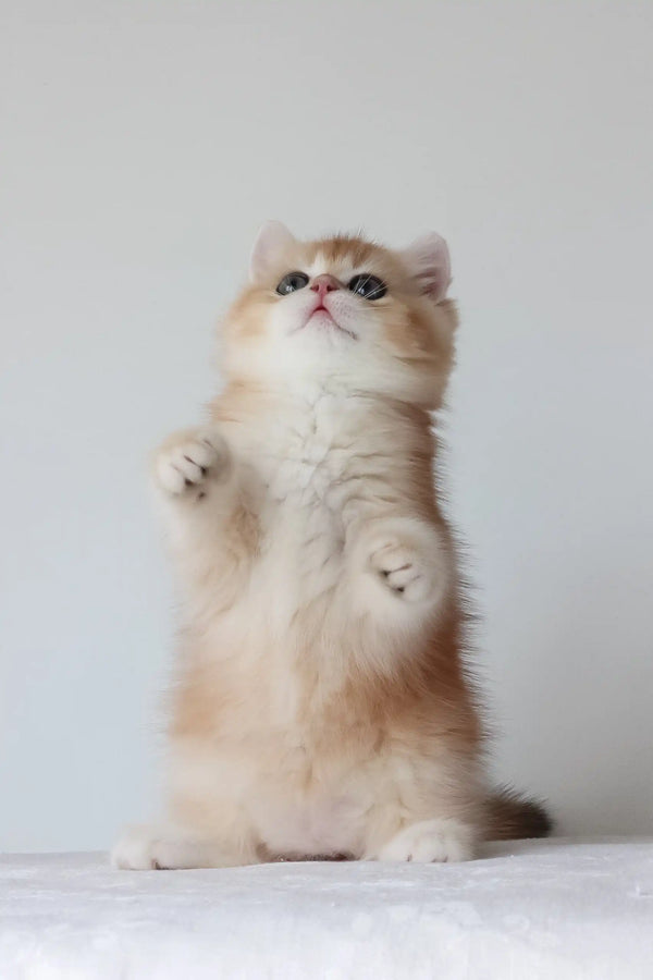 Arche | british shorthair kitten