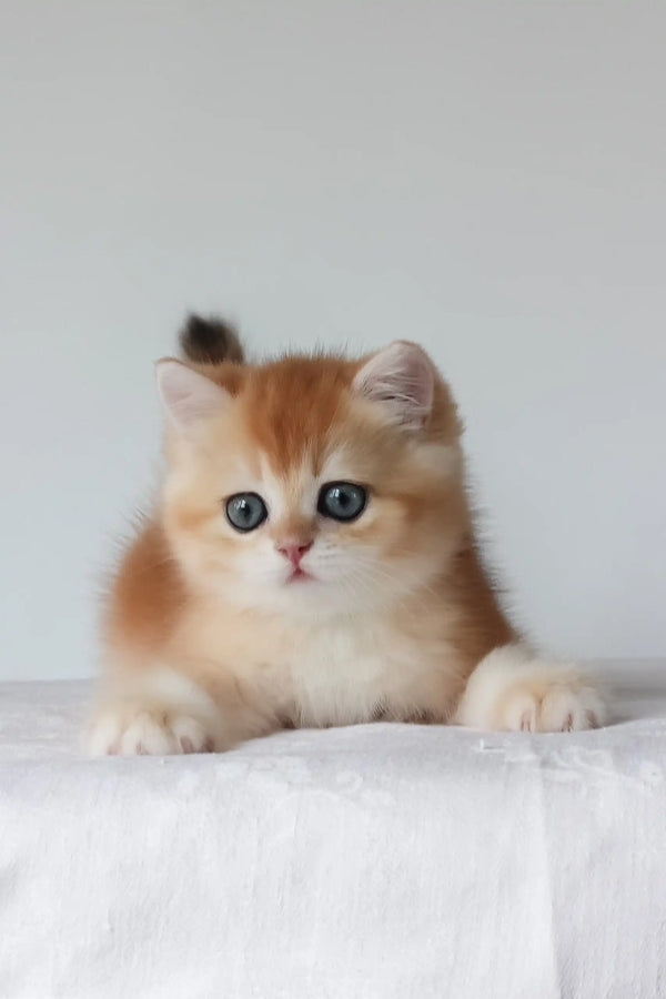 Arche | british shorthair kitten