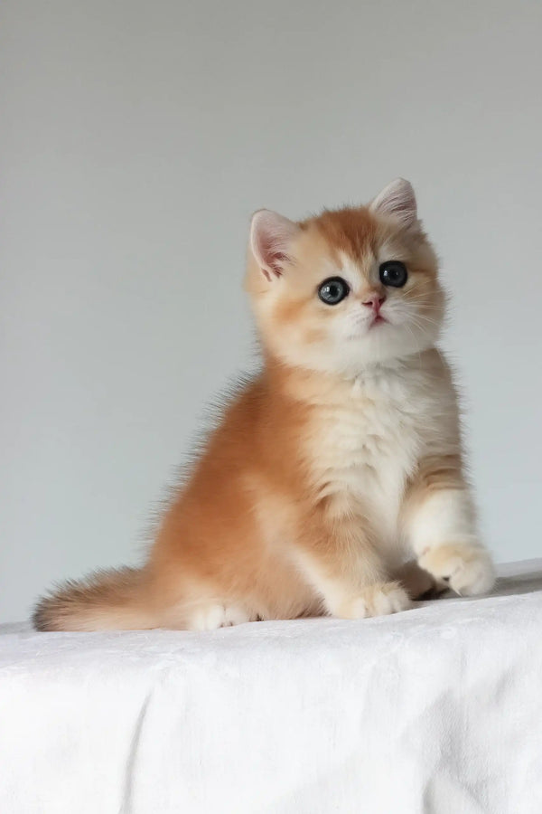 Arche | british shorthair kitten