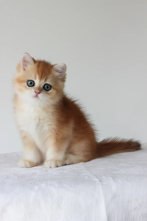 Arche | british shorthair kitten