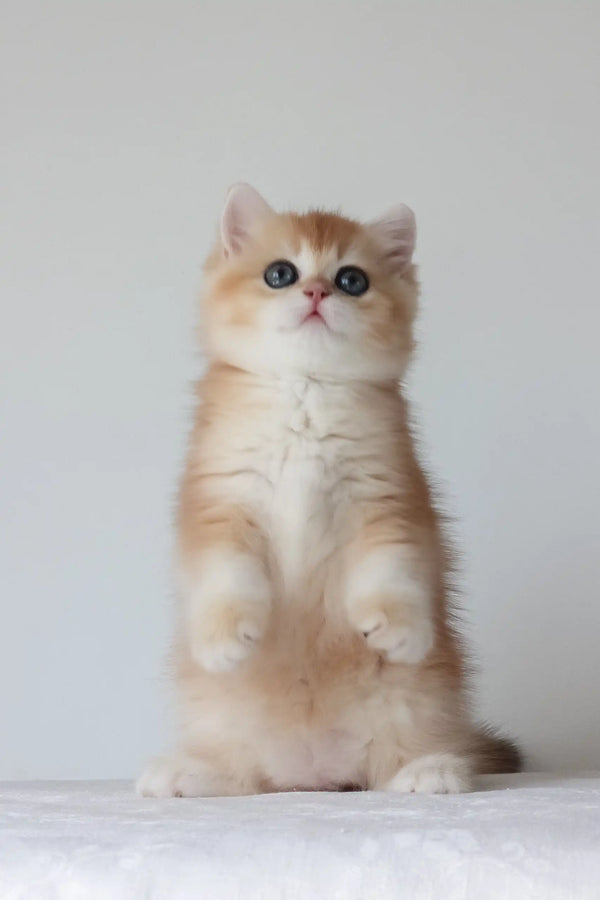 Arche | british shorthair kitten